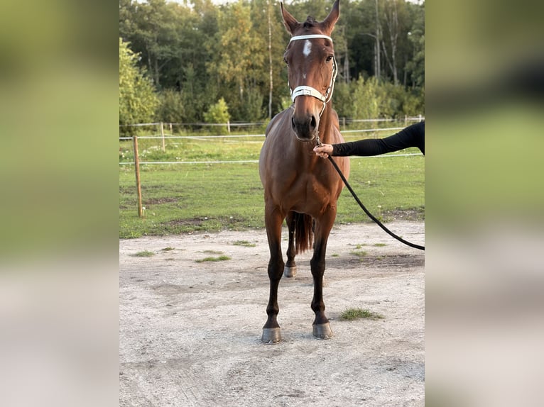Anglo-Arabo Giumenta 9 Anni 160 cm Baio in Alliklepa