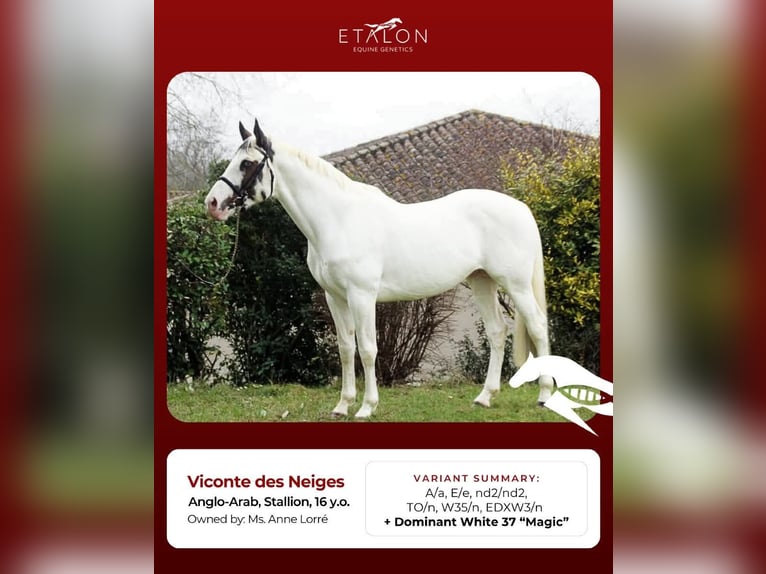 Anglo-Arabo Giumenta Puledri (03/2025) 165 cm Sabino in Monflanquin