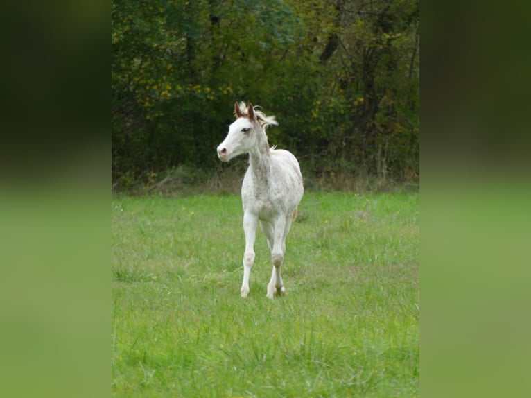 Anglo-Arabo Giumenta Puledri (03/2025) 165 cm Sabino in Monflanquin