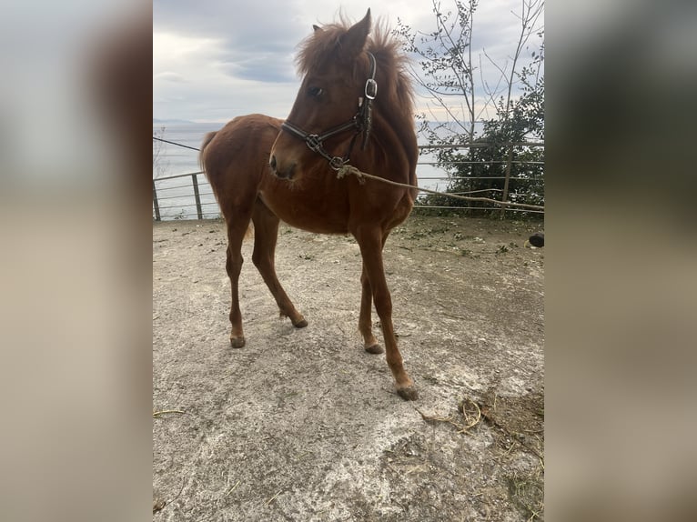 Anglo-Arabo Giumenta Puledri (04/2025) Sauro in Orio