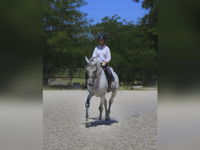 Anglo-Arabo Hengst 11 Jahre 167 cm Fliegenschimmel in Mirefleurs