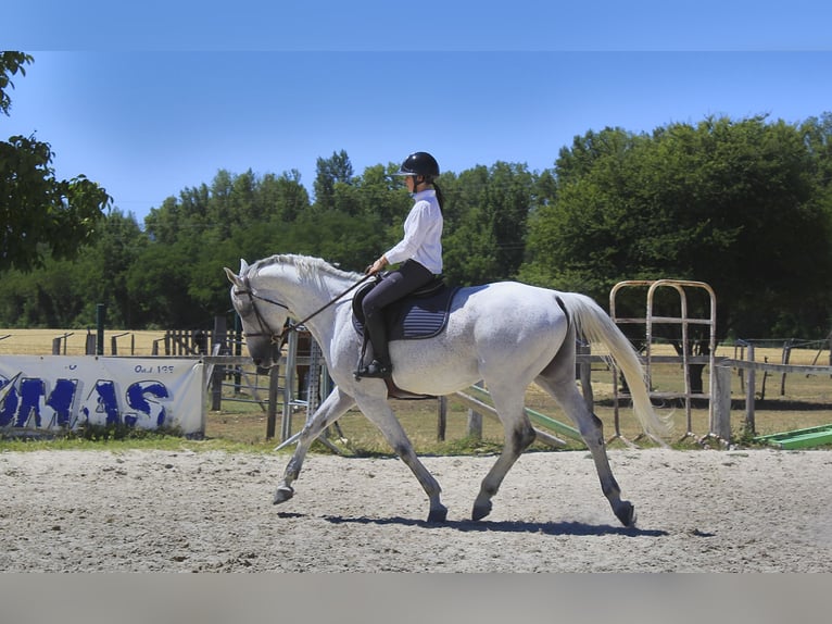 Anglo-Arabo Hengst 11 Jahre 167 cm Fliegenschimmel in Mirefleurs