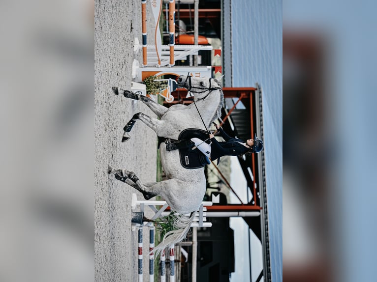 Anglo-Arabo Hengst 11 Jahre 167 cm Fliegenschimmel in Mirefleurs