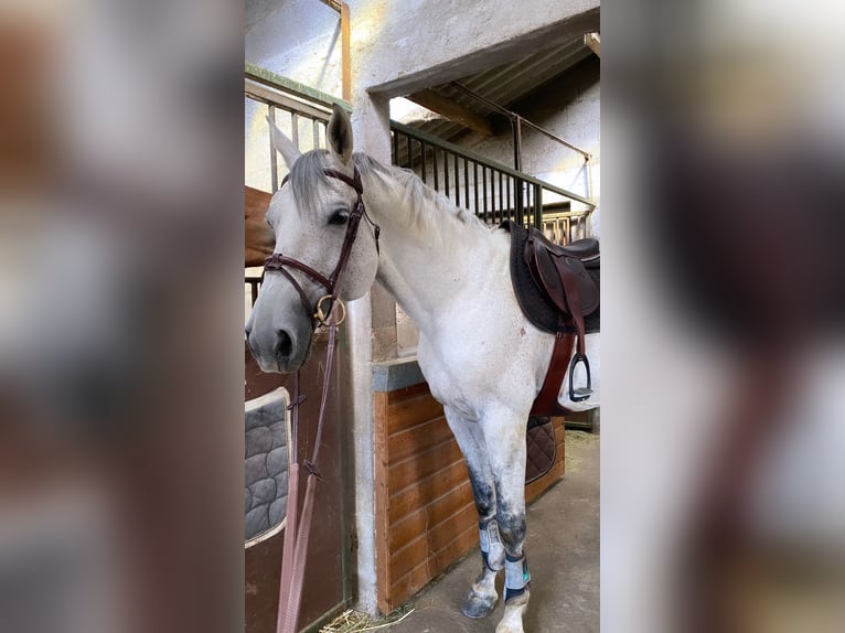 Anglo-Arabo Hengst 11 Jahre 167 cm Fliegenschimmel in Mirefleurs