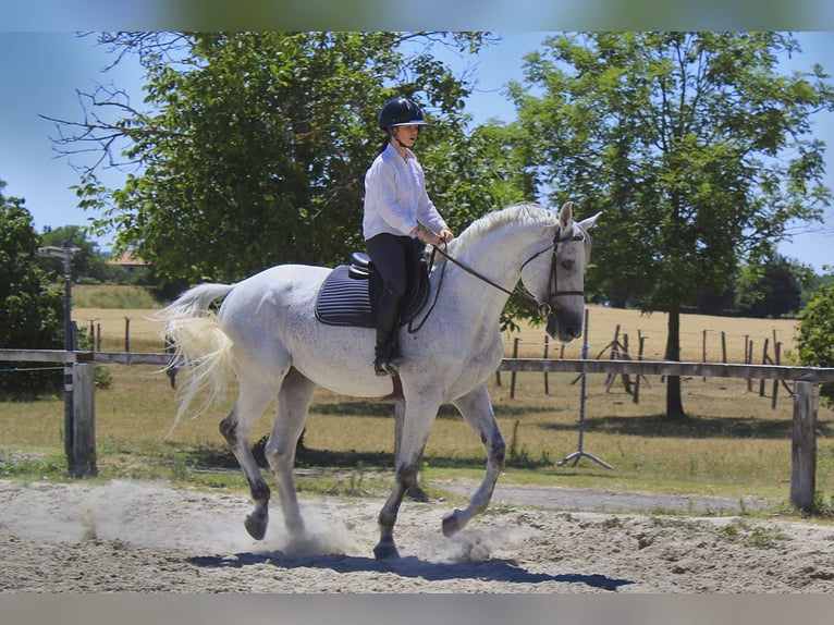 Anglo-Arabo Hengst 11 Jahre 167 cm Fliegenschimmel in Mirefleurs