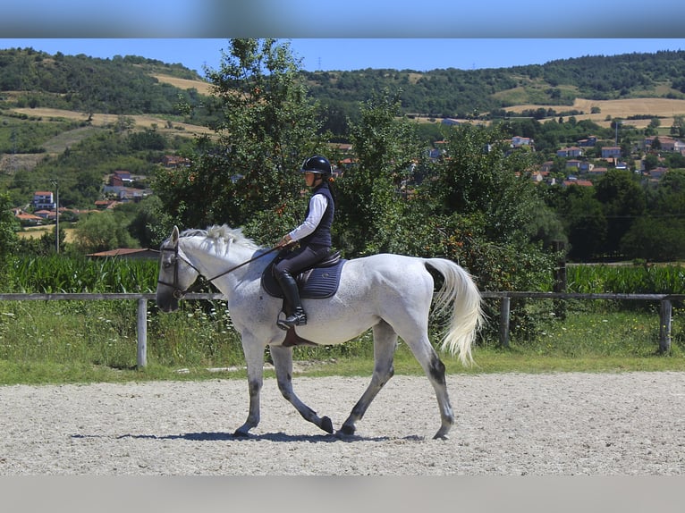 Anglo-Arabo Hengst 11 Jahre 167 cm Fliegenschimmel in Mirefleurs