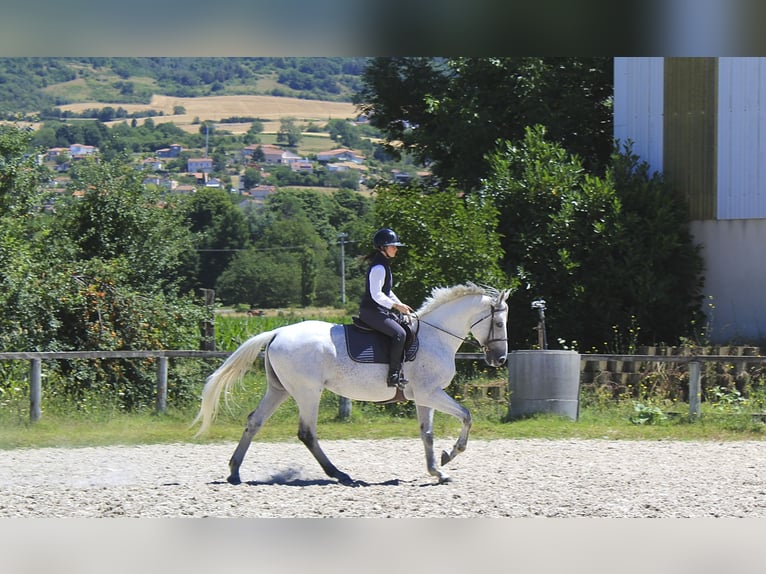 Anglo-Arabo Hengst 11 Jahre 167 cm Fliegenschimmel in Mirefleurs