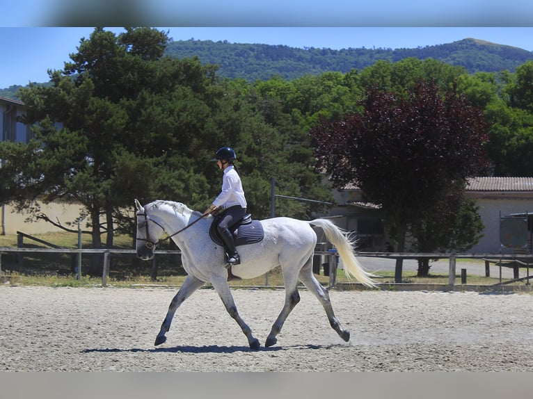Anglo-Arabo Hengst 11 Jahre 167 cm Fliegenschimmel in Mirefleurs