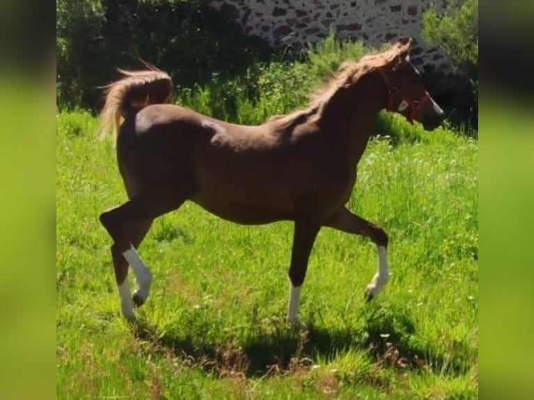Anglo-Arabo Hengst 1 Jahr 138 cm Dunkelfuchs in Salce