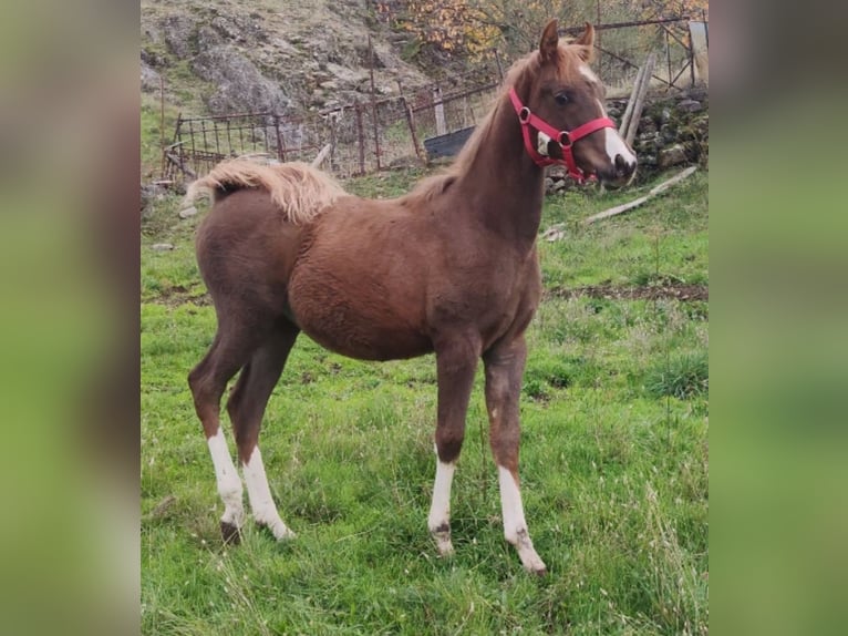 Anglo-Arabo Hengst 1 Jahr 138 cm Dunkelfuchs in Salce