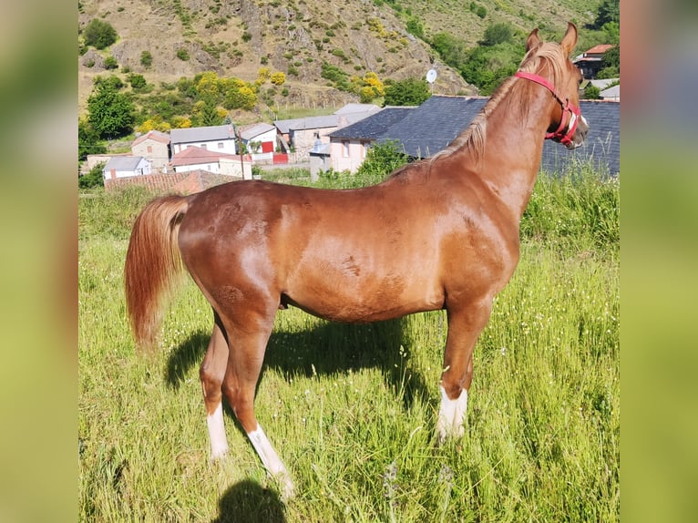 Anglo-Arabo Hengst 1 Jahr 138 cm Dunkelfuchs in Salce