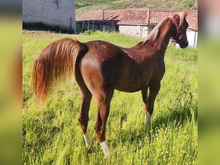 Anglo-Arabo Hengst 1 Jahr 138 cm Dunkelfuchs in Salce