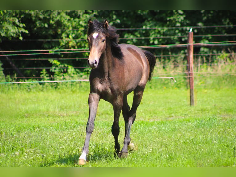 Anglo-Arabo Hengst 1 Jahr Schimmel in Wapse