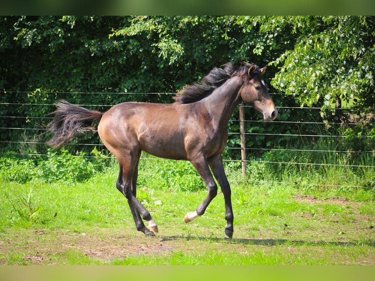 Anglo-Arabo Hengst 1 Jahr Schimmel in Wapse