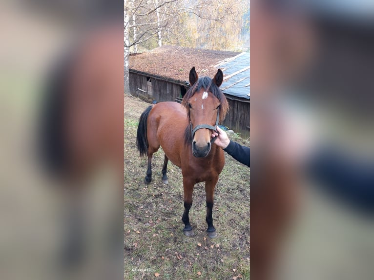 Anglo-Arabo Hengst 2 Jahre in Stall