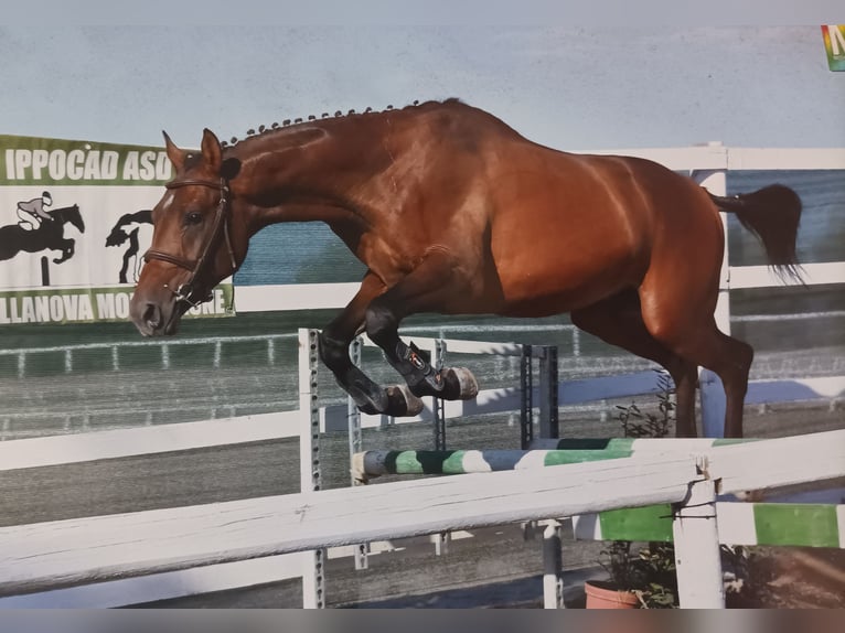 Anglo-Arabo Hengst 3 Jahre 167 cm Brauner in Nule