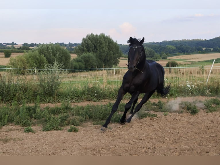 Anglo-Arabo Hengst 5 Jahre 153 cm Dunkelbrauner in Iwaniska