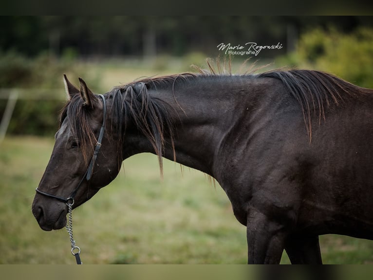 Anglo-Arabo Hengst 5 Jahre 153 cm Rappe in Beaumont-de-boeuf