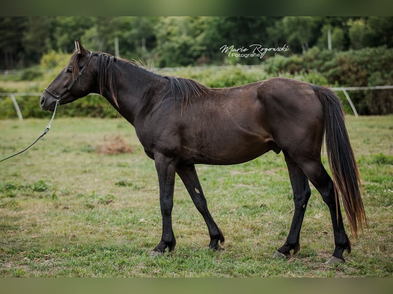 Anglo-Arabo Hengst 5 Jahre 153 cm Rappe in Beaumont-de-boeuf