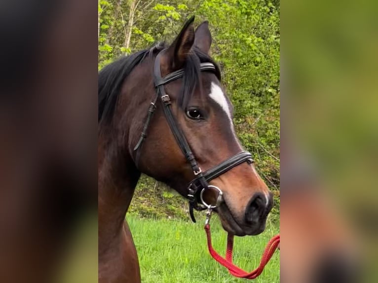 Anglo-Arabo Hengst 5 Jahre 156 cm Dunkelbrauner in turckheim