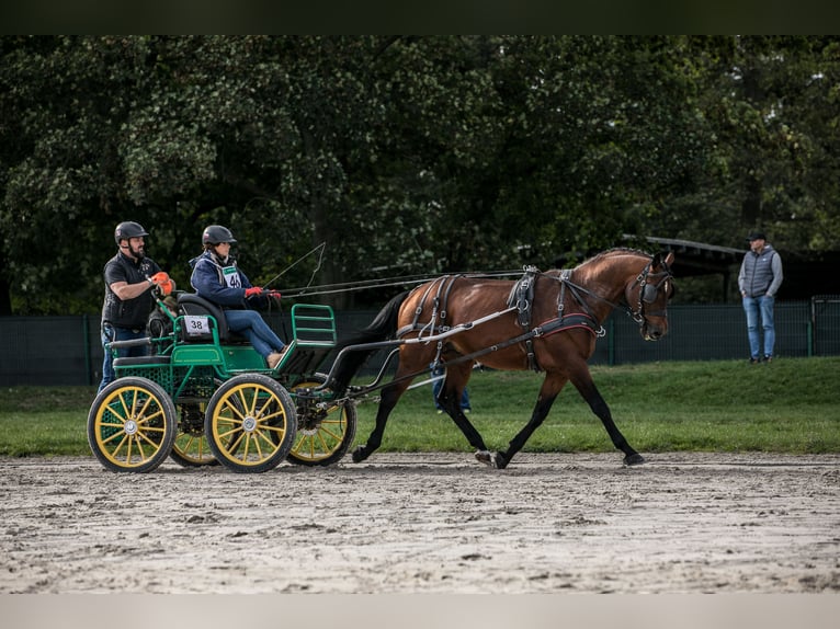 Anglo-Arabo Hengst 5 Jahre 166 cm Brauner in Sitno