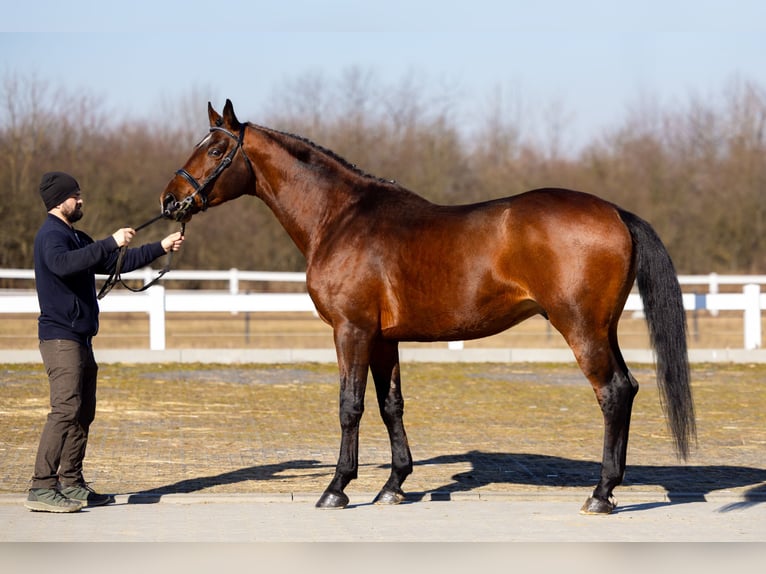 Anglo-Arabo Hengst 5 Jahre 166 cm Brauner in Sitno