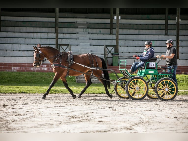 Anglo-Arabo Hengst 5 Jahre 166 cm Brauner in Sitno
