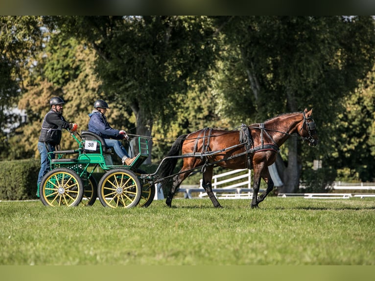 Anglo-Arabo Hengst 5 Jahre 166 cm Brauner in Sitno