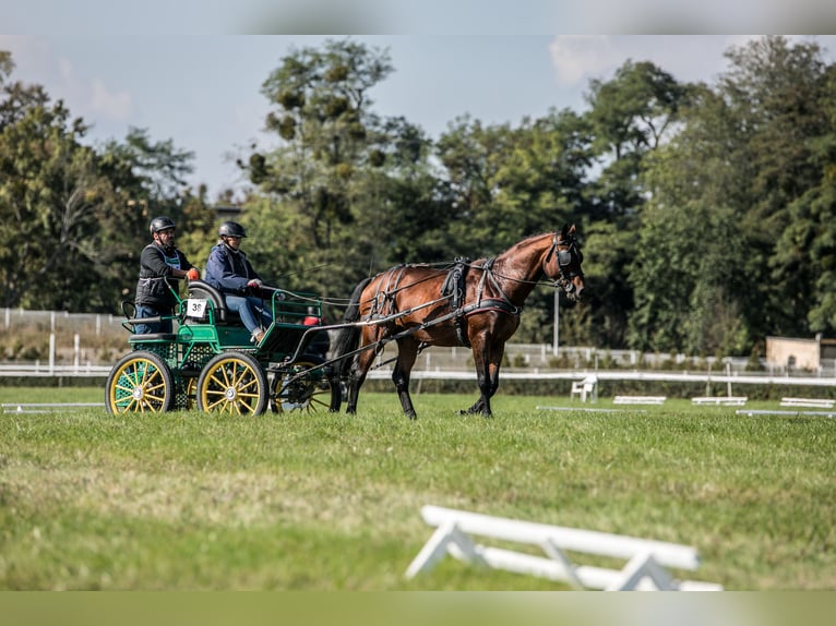 Anglo-Arabo Hengst 5 Jahre 166 cm Brauner in Sitno