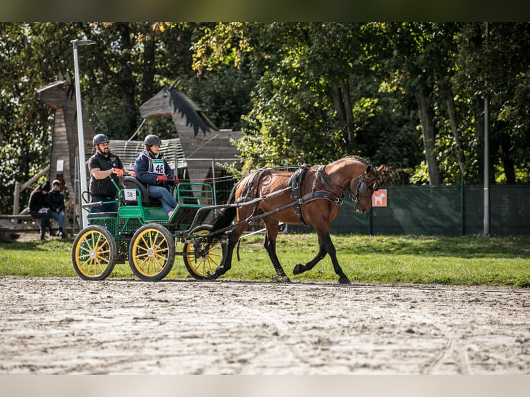 Anglo-Arabo Hengst 5 Jahre 166 cm Brauner in Sitno