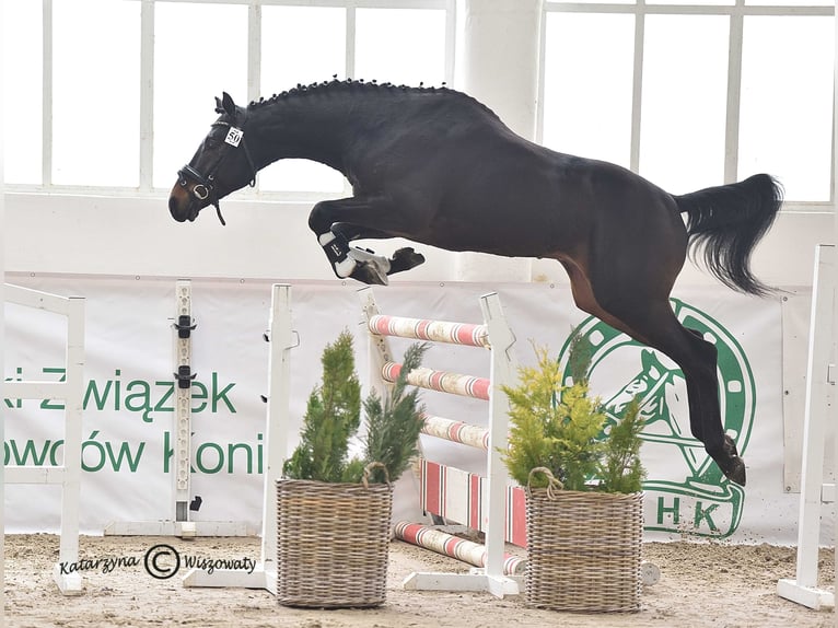 Anglo-Arabo Hengst 6 Jahre 164 cm Dunkelbrauner in Sitno