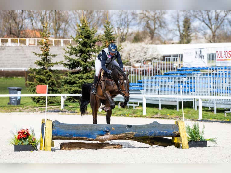 Anglo-Arabo Hengst 6 Jahre 164 cm Dunkelbrauner in Sitno