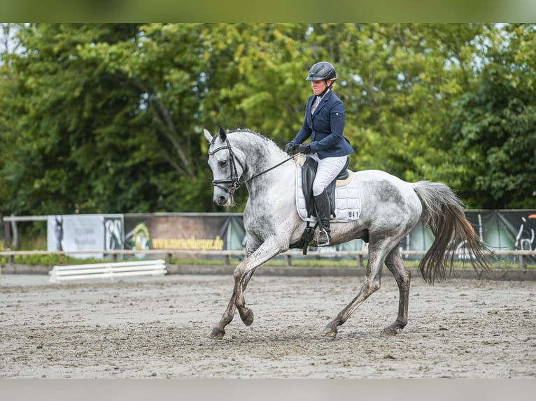 Anglo-Arabo Hengst 6 Jahre 164 cm Schecke in Bad Oldesloe