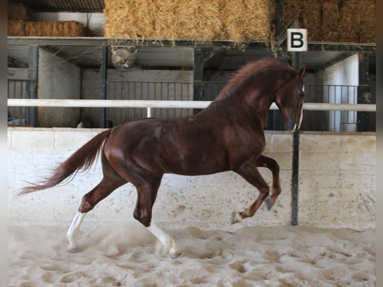 Anglo-Arabo Hengst 6 Jahre 168 cm Fuchs in Vejer de la Frontera