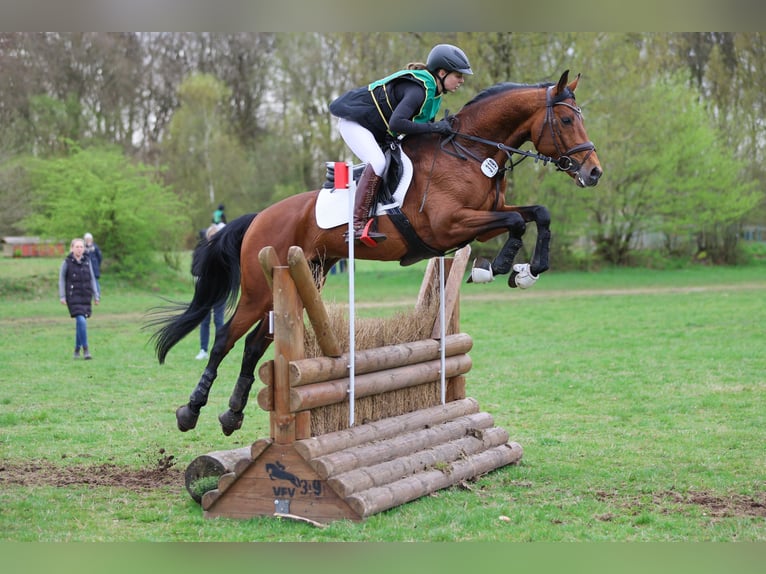 Anglo-Arabo Hengst in Bosau