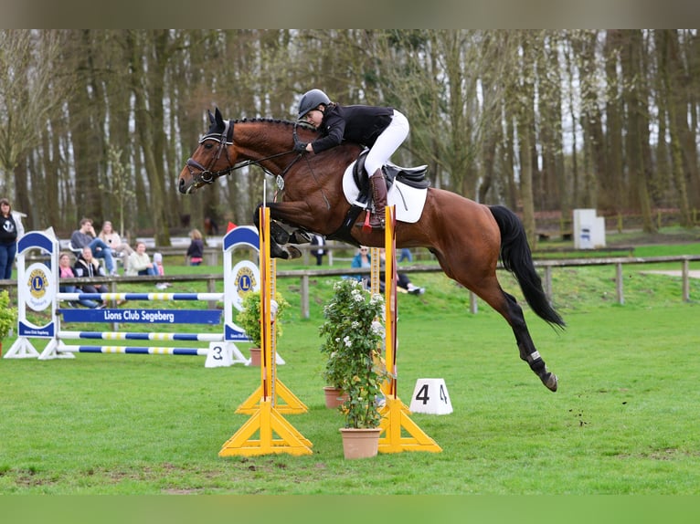Anglo-Arabo Hengst in Bosau