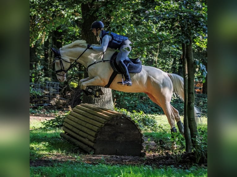 Anglo-Arabo Stallone 1 Anno 165 cm in Stropieszyn