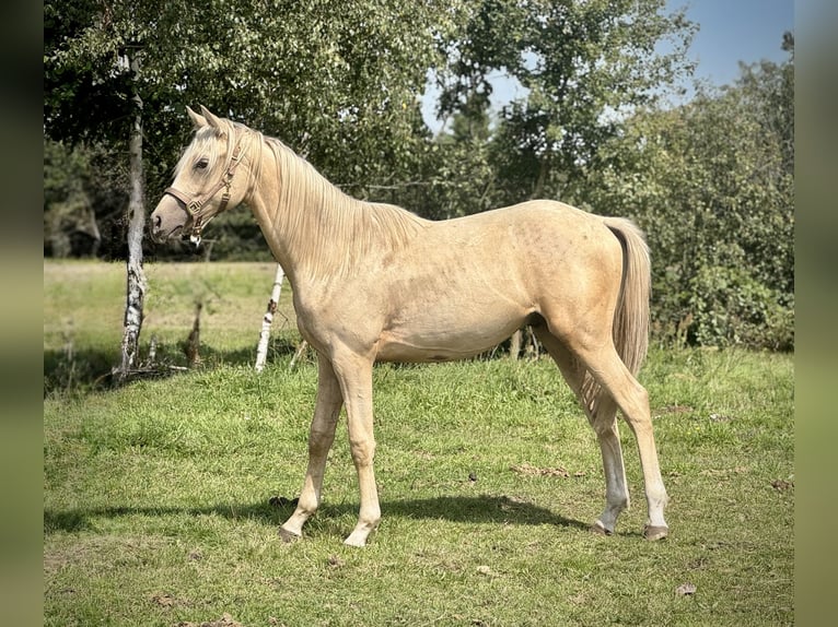 Anglo-Arabo Stallone 1 Anno 165 cm in Stropieszyn