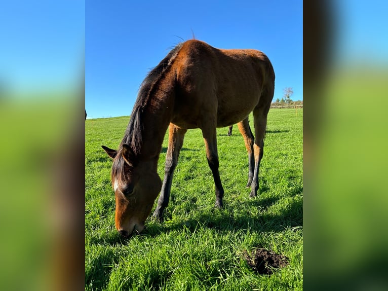 Anglo-Arabo Stallone 2 Anni 148 cm Baio in Rodeiro (San Vicente)