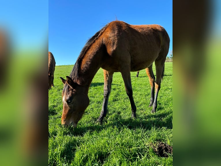 Anglo-Arabo Stallone 2 Anni 148 cm Baio in Rodeiro (San Vicente)