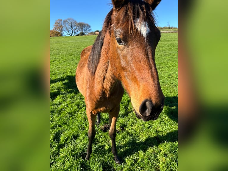 Anglo-Arabo Stallone 2 Anni 148 cm Baio in Rodeiro (San Vicente)