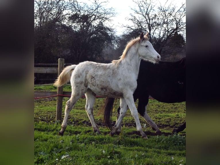 Anglo-Arabo Stallone 2 Anni 160 cm in Sainte-Gauburge-Sainte-Colombe