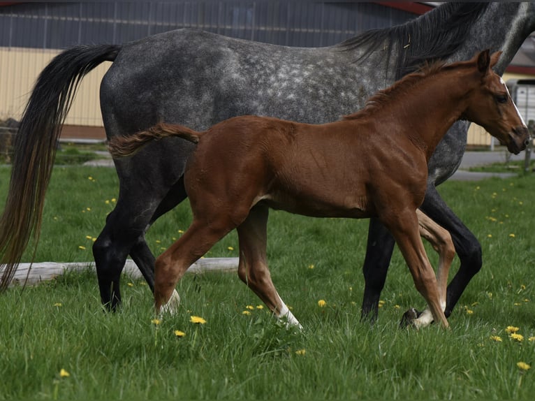 Anglo-Arabo Stallone 2 Anni 169 cm Sauro in Kalbach