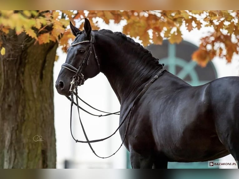 Anglo-Arabo Stallone 2 Anni 173 cm Morello in Santok