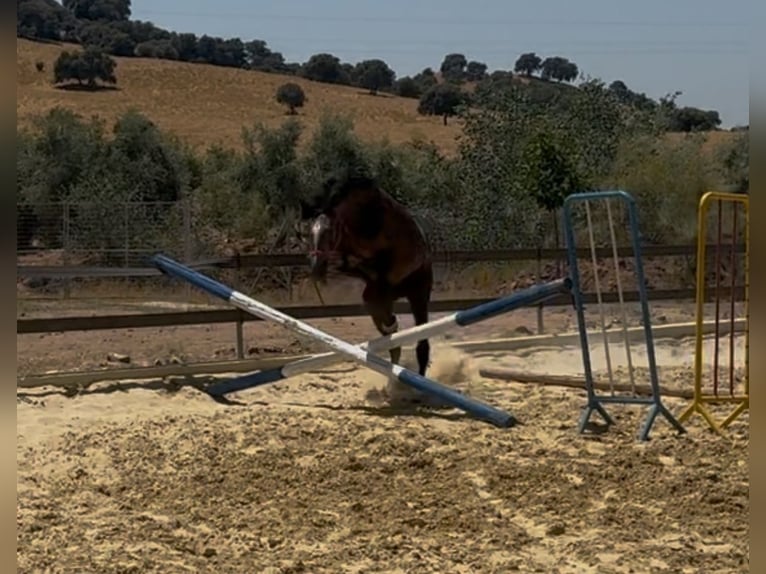 Anglo-Arabo Stallone 4 Anni 160 cm Grigio ferro in Linaresnares