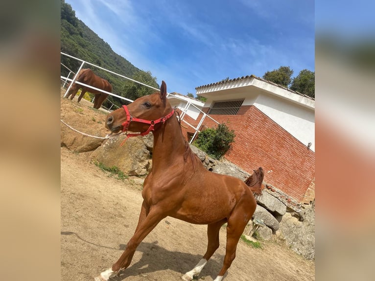 Anglo-Arabo Stallone 4 Anni Grigio in Sant Andreu De Llavaneres