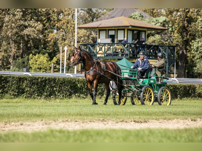 Anglo-Arabo Stallone 5 Anni 166 cm Baio in Sitno