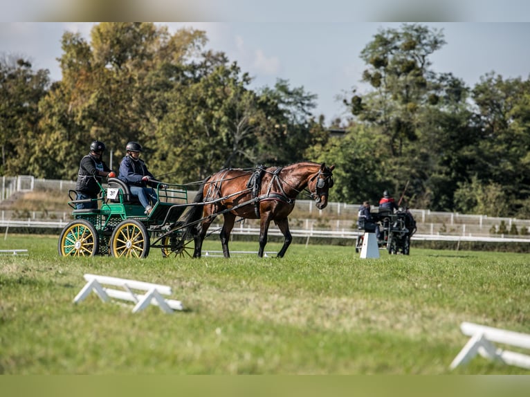 Anglo-Arabo Stallone 5 Anni 166 cm Baio in Sitno