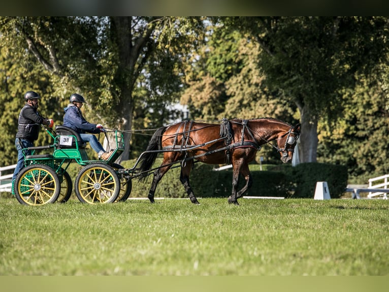 Anglo-Arabo Stallone 5 Anni 166 cm Baio in Sitno