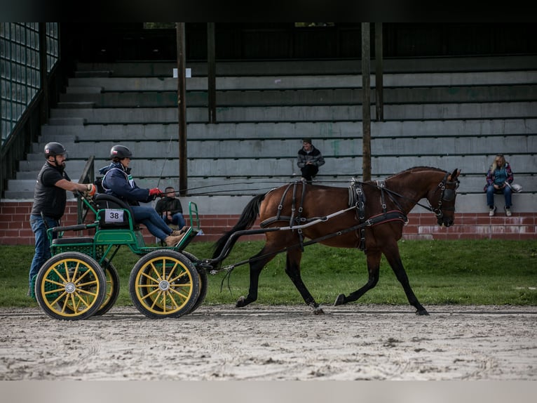 Anglo-Arabo Stallone 5 Anni 166 cm Baio in Sitno